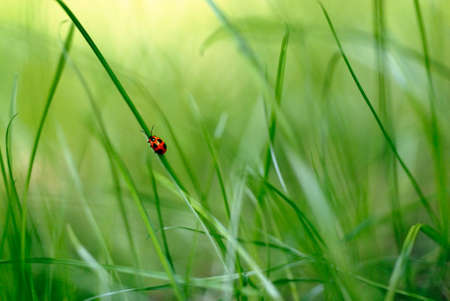 red bug in a green backdropの写真素材