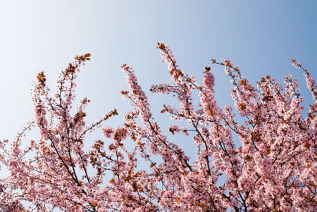 sunlit branches of rosy flowers in the earliest springtimeの写真素材