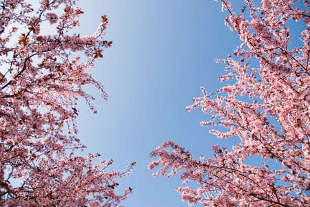 rosy flowers in the earliest springtimeの写真素材