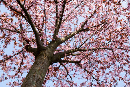 tree with rosy flowers from below in the earliest springtime