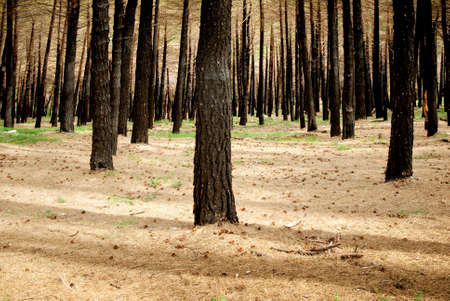 black trees in a burnt forest
