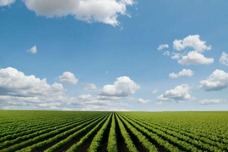 field with rows of cultivated plants in perspective, wide portion of skyの写真素材