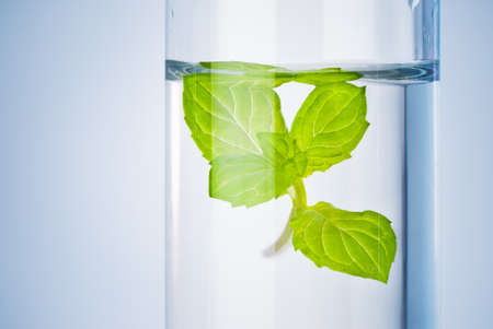 bioresearch test tube with green sprout in liquid solutionの写真素材