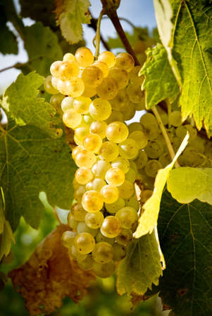 yellow grape on vine in the sunshineの写真素材