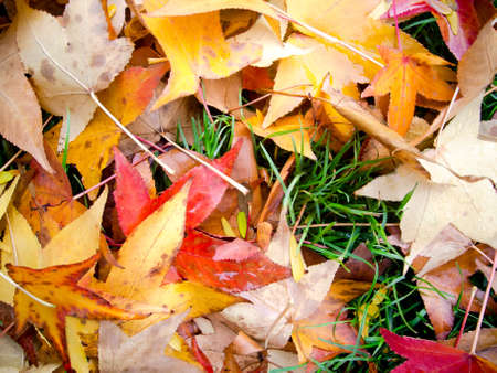 autumnal leafs on the green grass