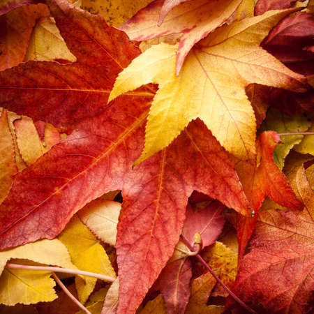 detali of colourful dried leafs in autumn