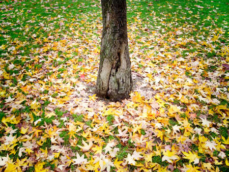 meadow covered with yellow leaves at the foot of a tree trunk