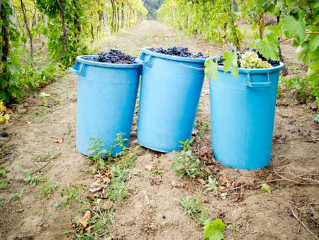 grapes containers in the field during the harvestの写真素材