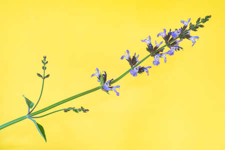 Flowering stem of Salvia Officinalis on a yellow background with copy space.の写真素材