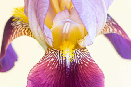 Macro shot of a single iris flowerの写真素材