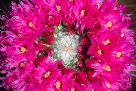 Flowers of Mammillaria Magnimamma. Cactacae Plant with purple Flowers.