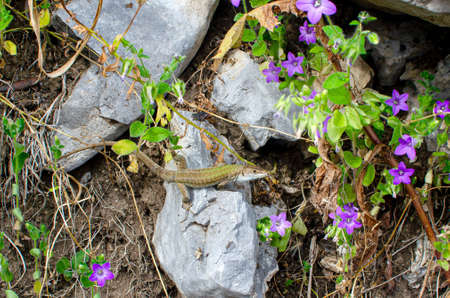 Amalfi Coast, Italy. Along the Path of the Gods (italian Sentiero degli Dei) a lizard looks straight into the camera.の写真素材