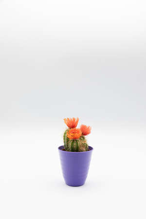 Vertical shot of small cactus plant with orange flower in a violet pot, isolated over white background with copy space.の写真素材