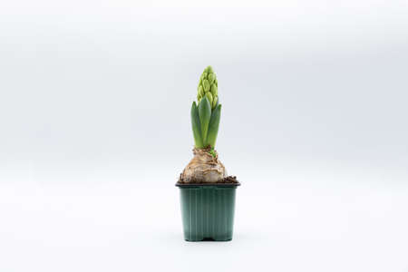 Hyacinth bulb in a small vase not yet in bloom, on white background with copy space.の写真素材