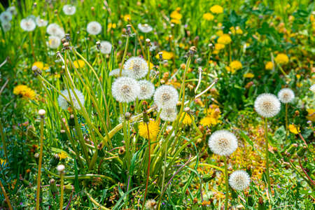 Collegno, Italy. April 5th, 2021. Dora Riparia Park. Top view of Dandelion flowers in a meadow among grass and other yellow spring flowersの写真素材