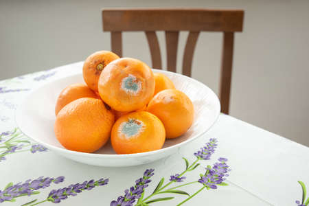Some moldy oranges are gathered on the living room table at home.の写真素材