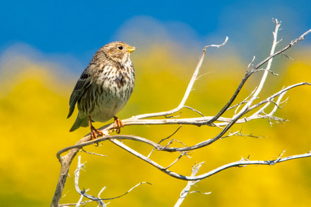 Birds of Cyprusの写真素材