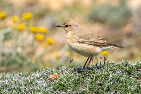 Birds of Cyprusの写真素材