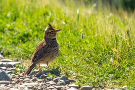 Birds of Cyprusの写真素材