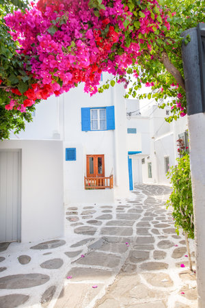 White architecture on Santorini island, Greece. Beautiful landscape with colorful flowersの写真素材