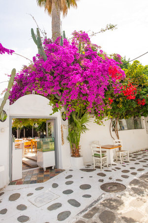 Bougainvillea flowers in a restaurant in Chora village, Crete, Greeceの写真素材