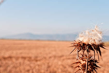 fibersの写真素材