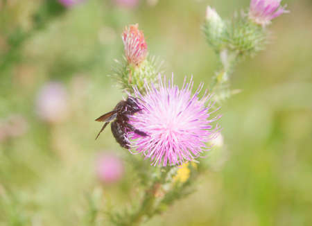 Hornet sucking nectar