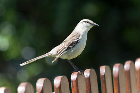 Lark in the garden perched on a poleの写真素材
