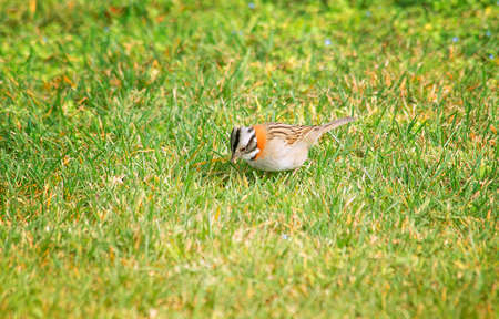 sparrow chasing insects on the grass fieldの写真素材