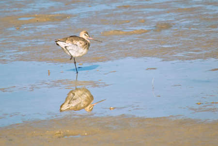 Godwit sea fishing in the lagoonの写真素材
