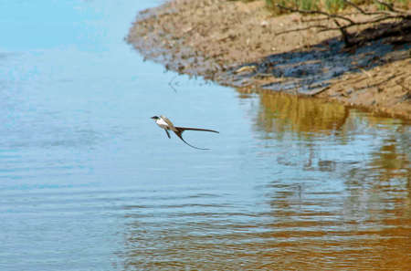 Swallow flyingの写真素材