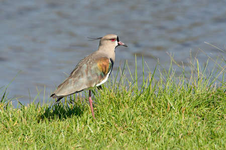 Southern lapwings on the grass field