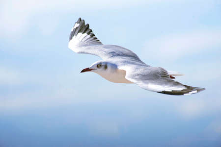 Seagull flying