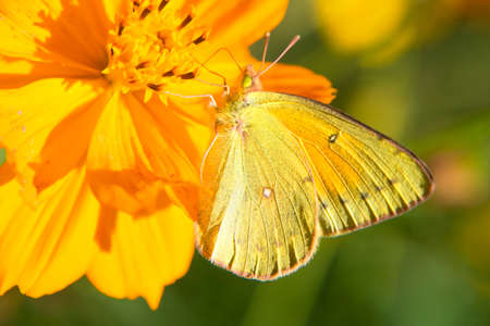 Butterfly sucking nectar on a flowerの写真素材