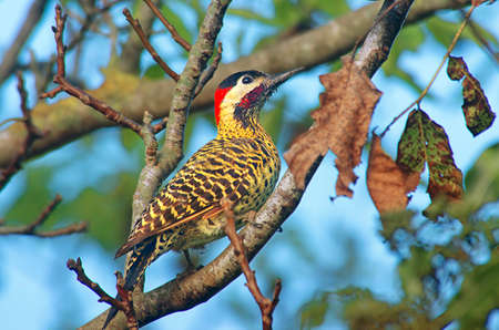 Green-barred woodpeckerの写真素材