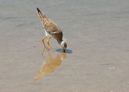 Big yellow legged birdの写真素材