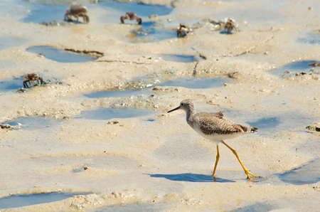 Big yellow legged birdの写真素材