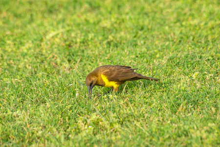 Brown and yellow Marshbird