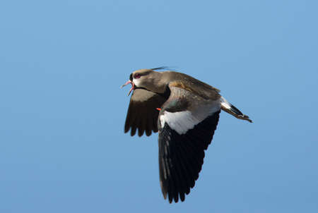 Southern Lapwing flyingの写真素材