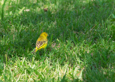 Saffron Finch perched on the grass field