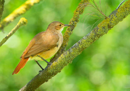 Rufous hornero perched on a branchの写真素材