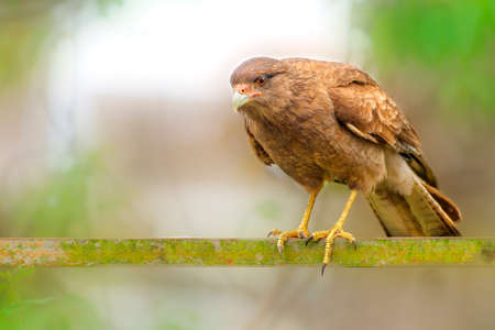 Falcon Chimango caracara perched on a pole