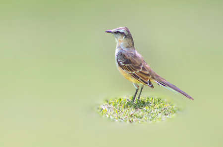 Argentinian lark perched on the grass field