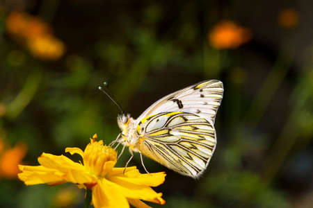 Butterfly perched on a yellow flower