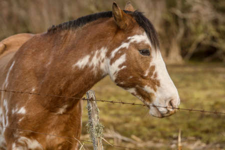 Horse on the pasture fields, in Argentina