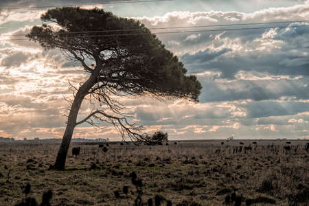 Sunset in Argentina Pasture fields and treesの写真素材