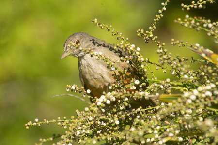 Rufous bellied thrush perched on a bush