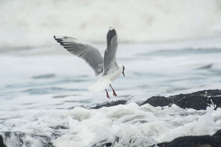 brown hooded seagull flying on the coast