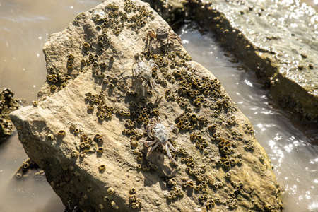 crabs perched on a rock