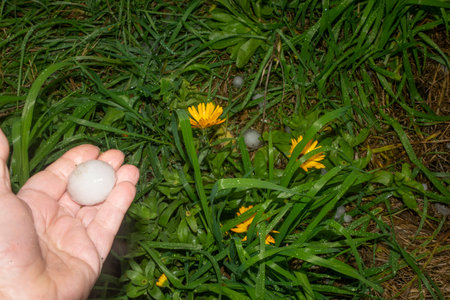 hail in the garden Yellow flowers